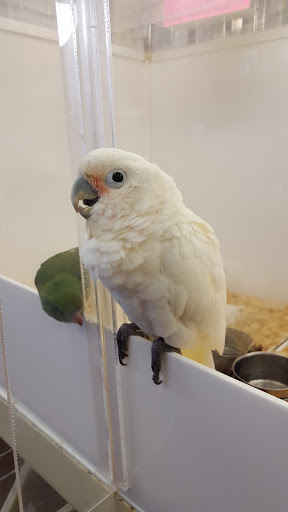 Bird Shop «Angels Bird Jungle», reviews and photos, 1031 Broad St, Shrewsbury, NJ 07702, USA