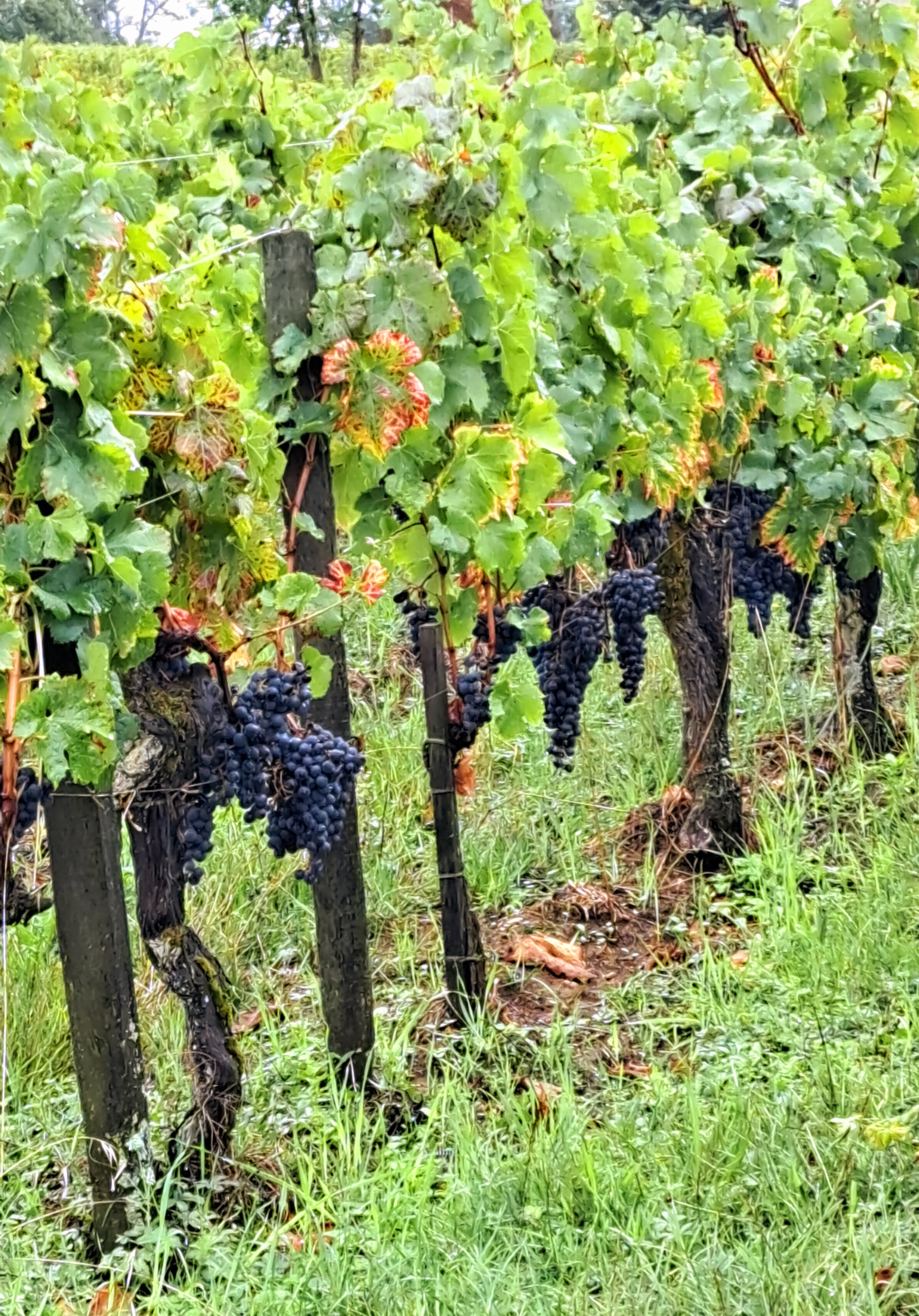 Photo n° 12 de l'avis de Gérard.e fait le 25/09/2023 à 19:32