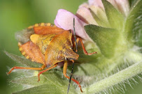 Hoerr's Pest Extermination Service - Photo 6 - Car repair in , Peoria