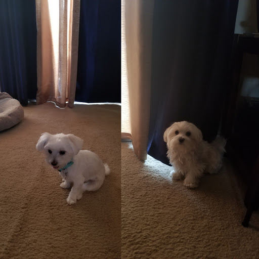 Pet Supply Store «PetSmart», reviews and photos, 466 S Watson Rd, Buckeye, AZ 85326, USA