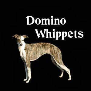 Domino Whippets