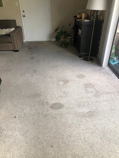 Los Angeles Carpet Cleaning image