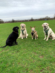 Pontcanna Dog Walking