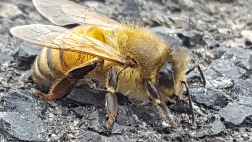Bee Busters - Orange County Bee Removal Service image