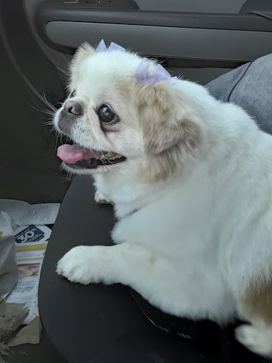 Pet Supply Store «Petco Animal Supplies», reviews and photos, 31090 Dyer St, Union City, CA 94587, USA