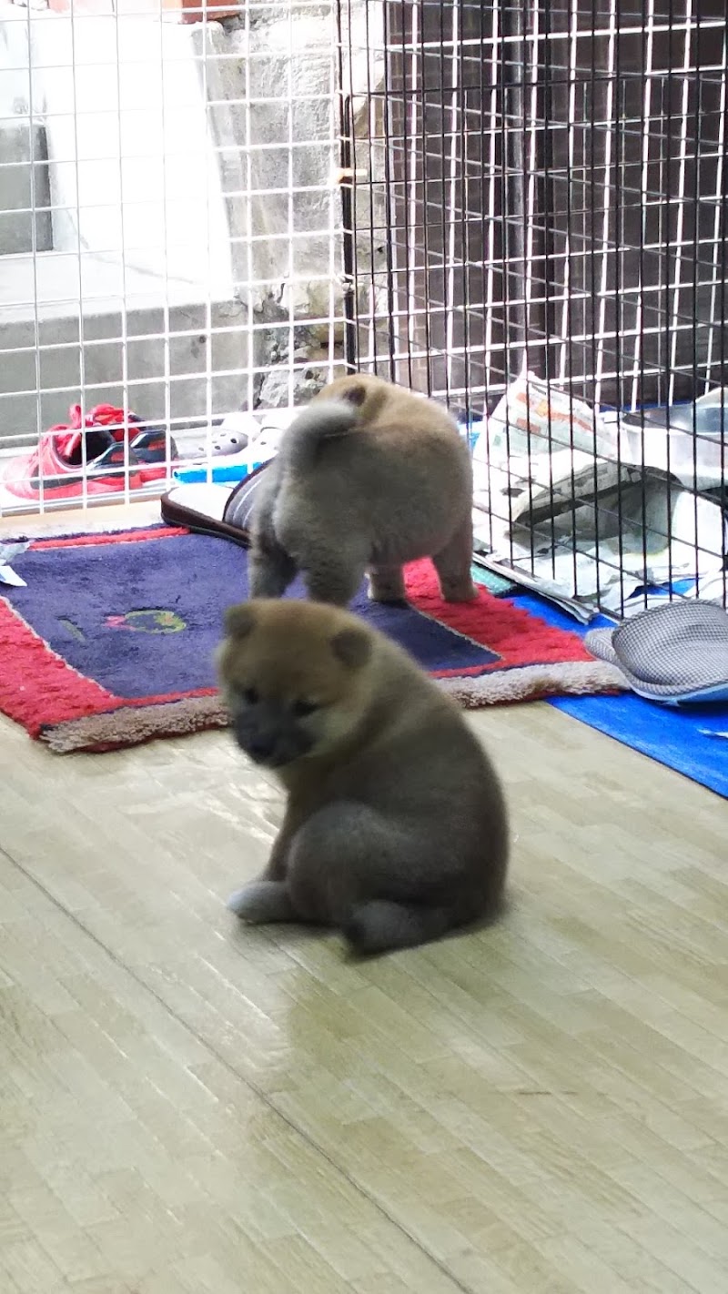 葉山愛犬センター (高知県津野町杉ノ川甲 ペットショップ) グルコミ