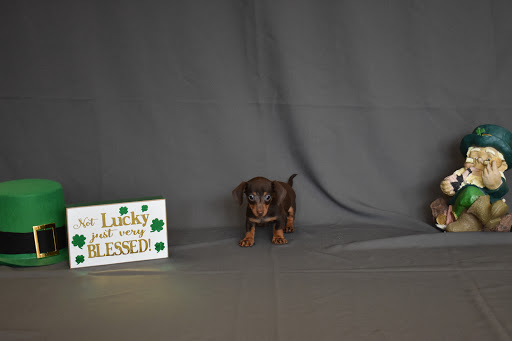 Pet Store «Puppy City», reviews and photos, 3343 Valley Pike, Winchester, VA 22602, USA