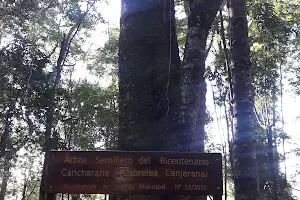 Municipal "Yvy Porá" Botanical Garden image