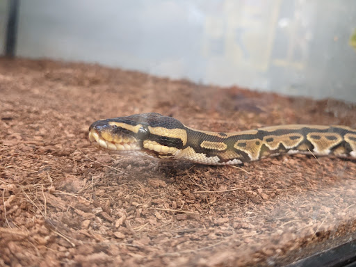 Pet Supply Store «Petco Animal Supplies», reviews and photos, 5994 Montana Ave, El Paso, TX 79925, USA