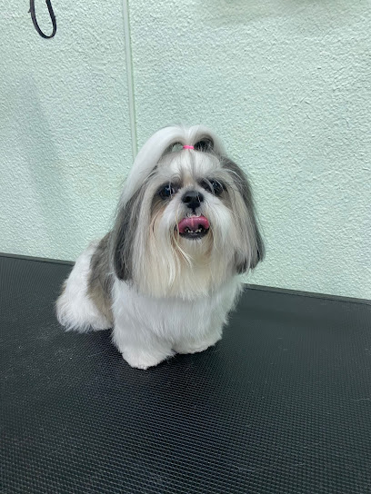enredog peluqueria canina - Servicios para mascota en Madrid