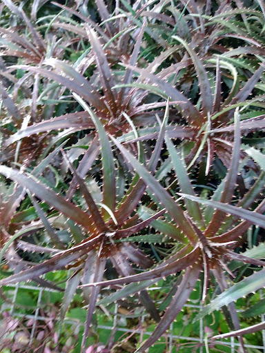 Landscape Designer «Santa Barbara Nursery», reviews and photos, 20425 SW 177th Ave, Miami, FL 33187, USA