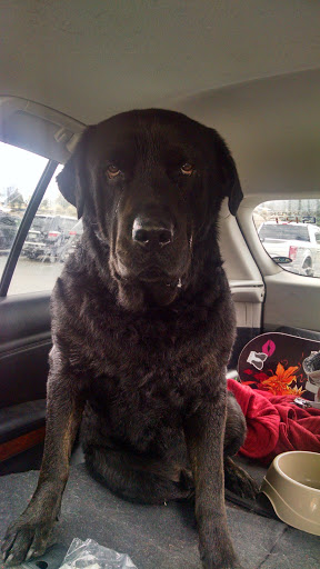 Pet Store «Pet Spot», reviews and photos, 429 Edwards Access Rd, Edwards, CO 81632, USA