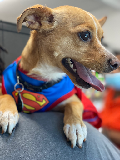 Pet Supply Store «Big Tex Feed & Pet Supply», reviews and photos, 7102 Cullen Blvd, Houston, TX 77021, USA