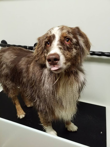 Pet Supply Store «EarthWise Pet Supply - Richardson», reviews and photos, 1310 W Campbell Rd #128, Richardson, TX 75080, USA