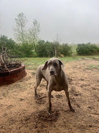 Home and Heart Pet Services - Photo 7 - Car repair in Brighton, CO, Thornton