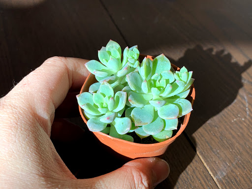 Florist «Almeidas Floral Designs», reviews and photos, 1200 Spruce St, Philadelphia, PA 19107, USA