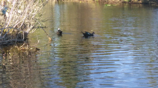 Park «Secret Lake Park», reviews and photos, 200 N Triplet Lake Dr, Casselberry, FL 32707, USA