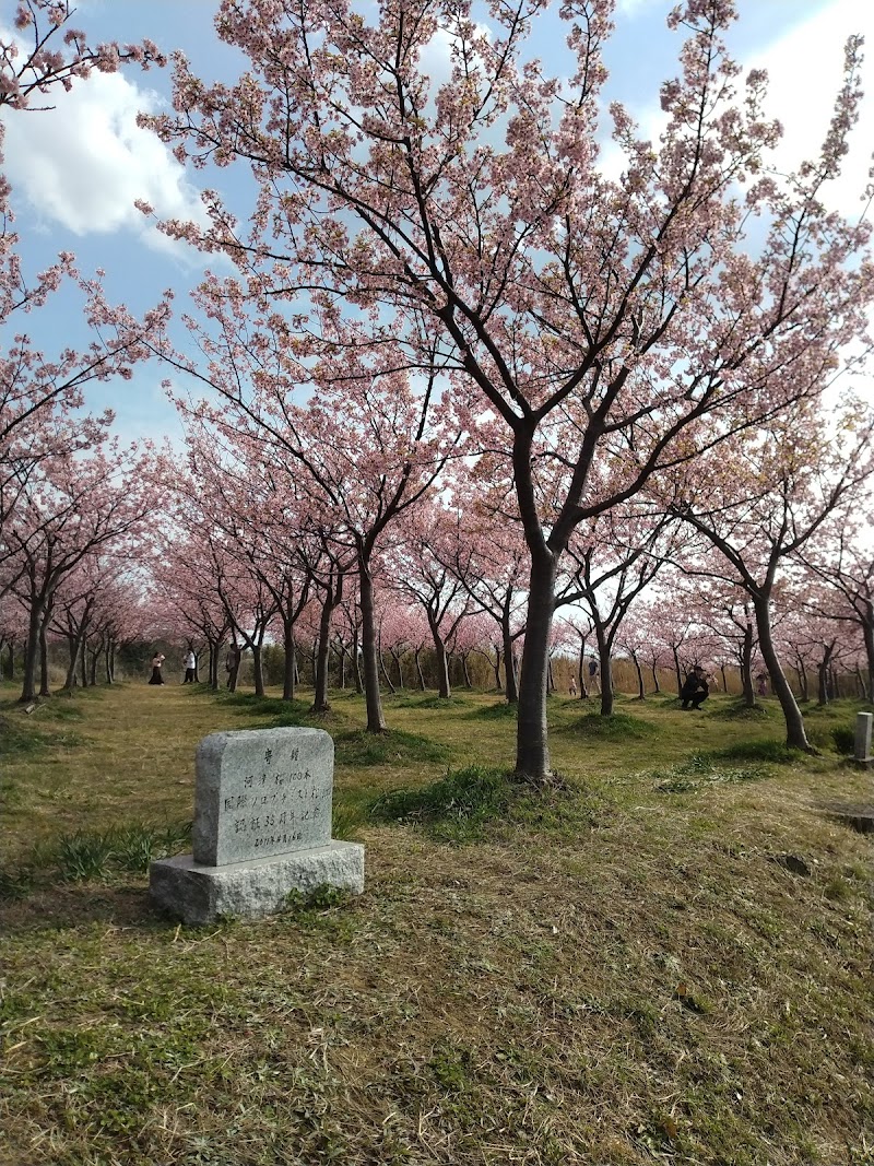 八束千本桜緑地