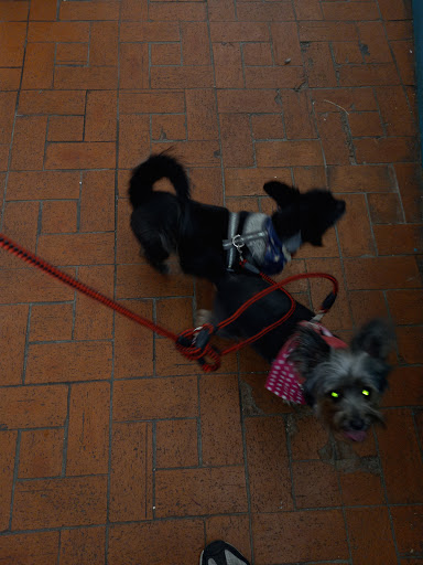 Pet Store «7 Seas Pet Care Center», reviews and photos, 13311 S Brandon Ave, Chicago, IL 60633, USA