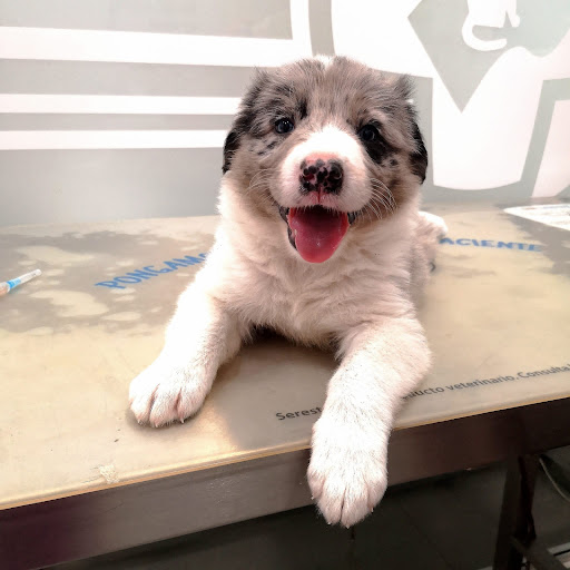 Clínica Veterinaria María Llaneza en Mieres del Camino