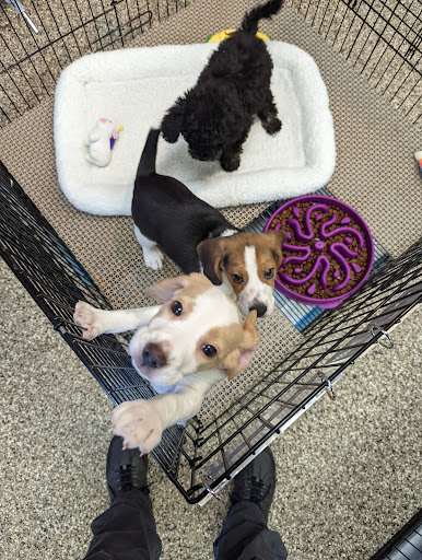 Pet Supply Store «Pet Ranch», reviews and photos, 3823 E 120th Ave, Denver, CO 80233, USA