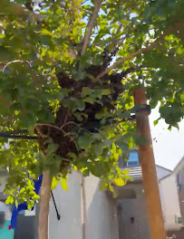 Ventura Bee Removal Specialist - Photo 3 - Car repair in , Oxnard