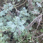 Photo n°3 de l'avis de ISSSA.� fait le 30/01/2024 à 12:43 sur le  Satricum Food & Wine à Le Ferriere