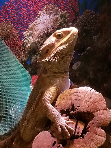 Pet Supply Store «Pet Supplies Plus», reviews and photos, 180 N Randall Rd, North Aurora, IL 60542, USA