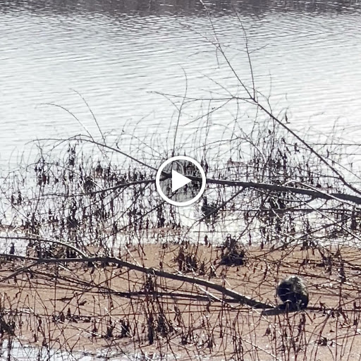 Nature Preserve «Smith and Bybee Wetlands Natural Area», reviews and photos, 5300 N Marine Dr, Portland, OR 97203, USA