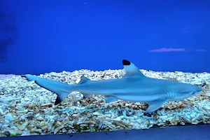 Oceanarium Niechorze image
