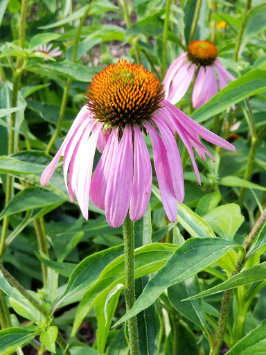 Planetarium «Fernbank Science Center», reviews and photos, 156 Heaton Park Dr, Atlanta, GA 30307, USA