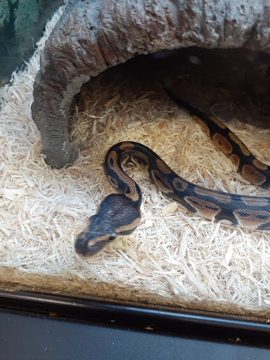 Pet Supply Store «Petco Animal Supplies», reviews and photos, 717 SE Geary St #101, Albany, OR 97321, USA