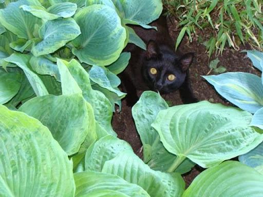 Greenhouse «Wentworth Greenhouses», reviews and photos, 141 Rollins Rd, Rollinsford, NH 03869, USA