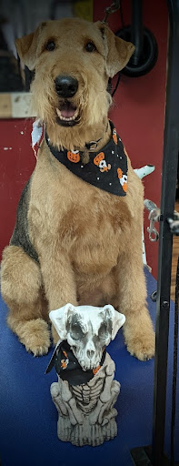 Pet Groomer «A Klassy Lassie, LLC», reviews and photos, 30 Old Jackson Rd, McDonough, GA 30252, USA