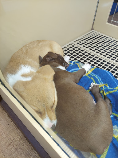 Pet Store «Petland», reviews and photos, 5470 Dixie Hwy, Fairfield, OH 45014, USA