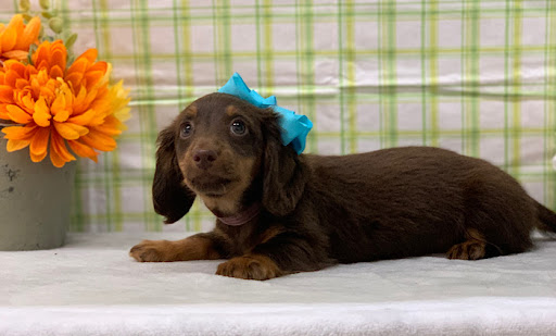 Pet Store «Happiness Is Pets», reviews and photos, 15 W Golf Rd, Arlington Heights, IL 60005, USA