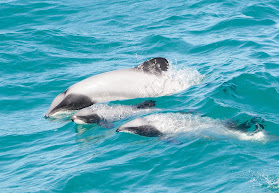 Akaroa Dolphins