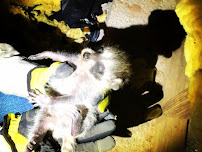 Deep Roots Pest and Wildlife Innovations LLC - Photo 9 - Car repair in , Portland