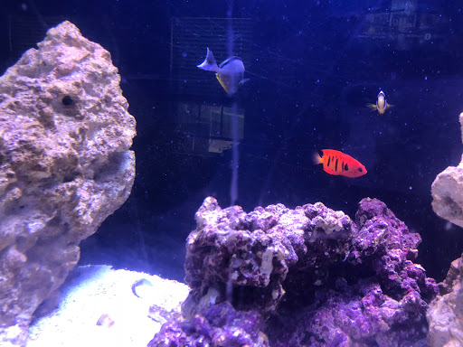 Tropical Fish Store «Nemo Aquarium», reviews and photos, 1560 Indian Trail Rd #106, Norcross, GA 30093, USA