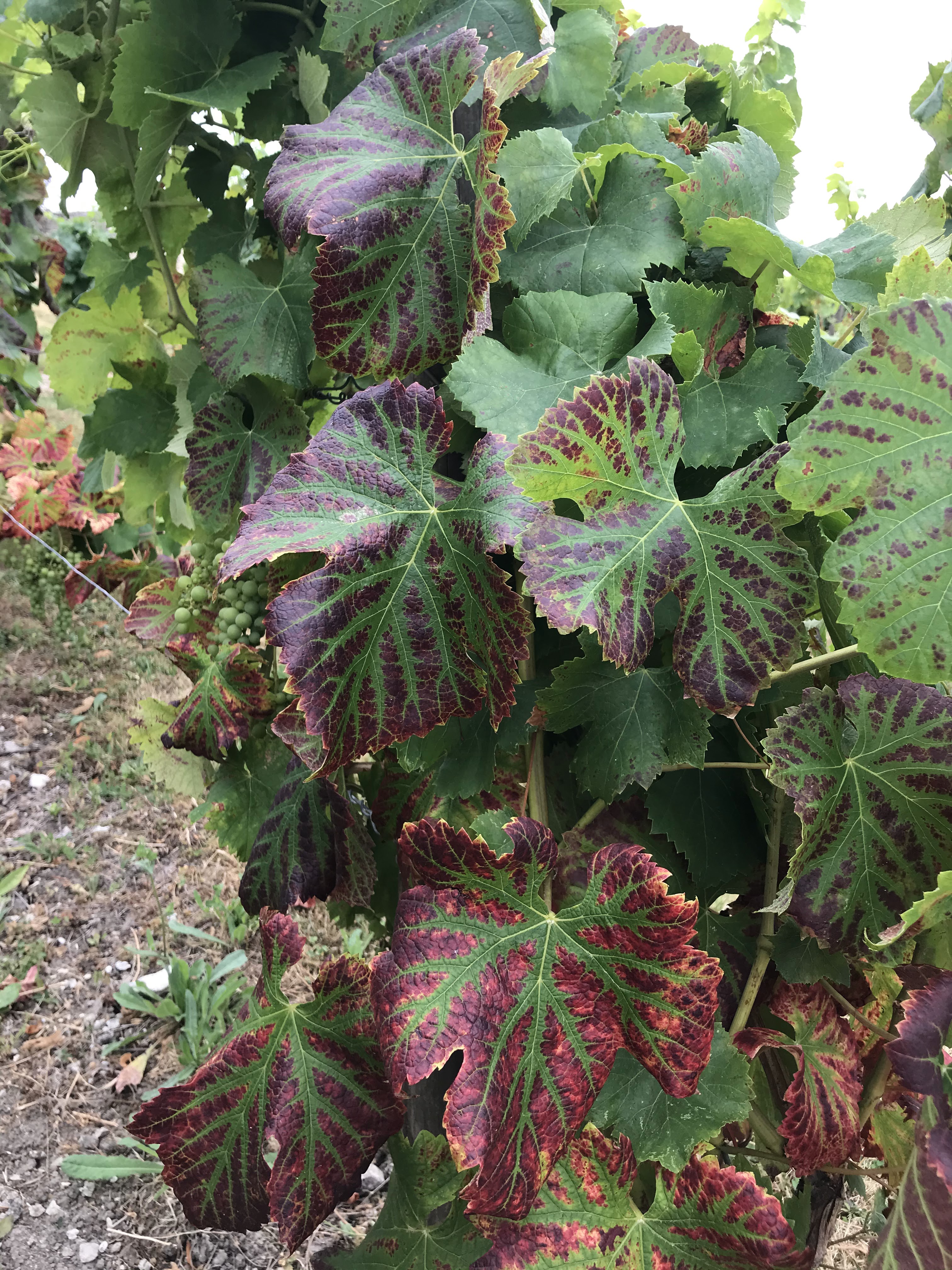 Photo n° 8 de l'avis de Christine.u fait le 28/07/2020 à 17:02