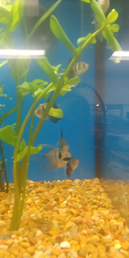 Pet Supply Store «Petco Animal Supplies», reviews and photos, 8775 SW Tualatin-Sherwood Rd, Tualatin, OR 97062, USA