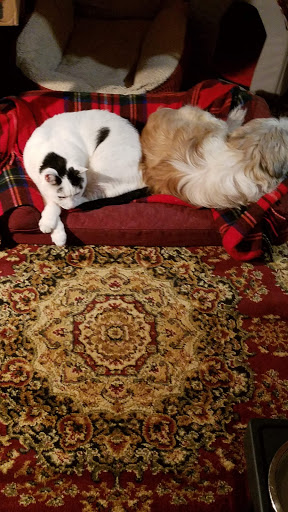 Pet Supply Store «Petco Animal Supplies», reviews and photos, 9111 Metropolitan Ave, Rego Park, NY 11374, USA