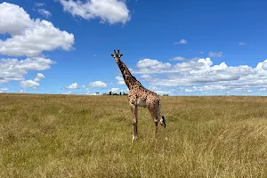 Safari Kenya Magique Tours image