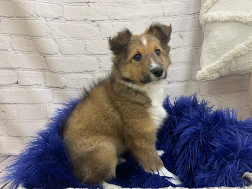 Pet Store «Petland», reviews and photos, 4082 William Penn Hwy #49B, Monroeville, PA 15146, USA