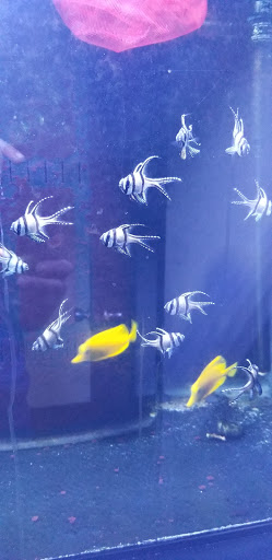Tropical Fish Store «Aquarium Concepts», reviews and photos, 2110 E 70th St, Shreveport, LA 71105, USA