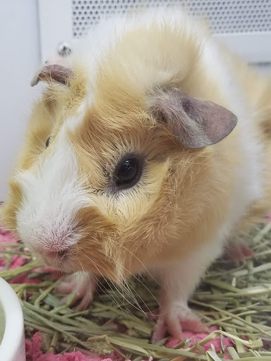 Pet Supply Store «Petco Animal Supplies», reviews and photos, 2277 Ford Pkwy, St Paul, MN 55116, USA