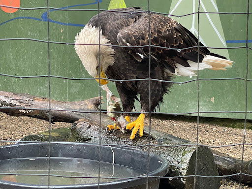 Farm «Wild Hearts Zoo - African Farm and Petting Zoo», reviews and photos, 8079 Salem Rd, Lewisburg, OH 45338, USA