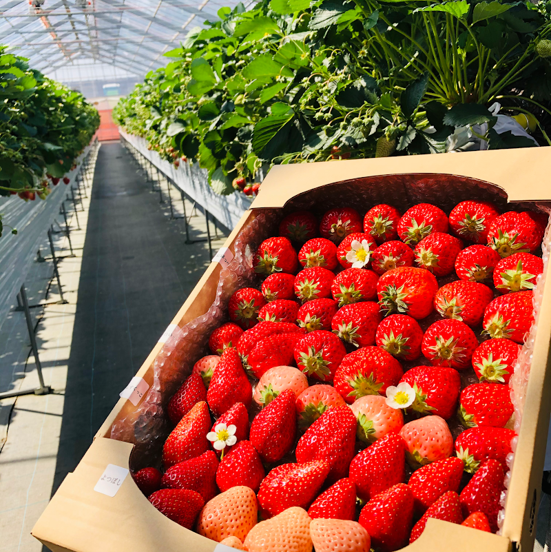 strawberry farm BUNKAEN