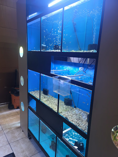 Tropical Fish Store «Aquatic Evolution LLC», reviews and photos, 23 1330 W, Orem, UT 84057, USA