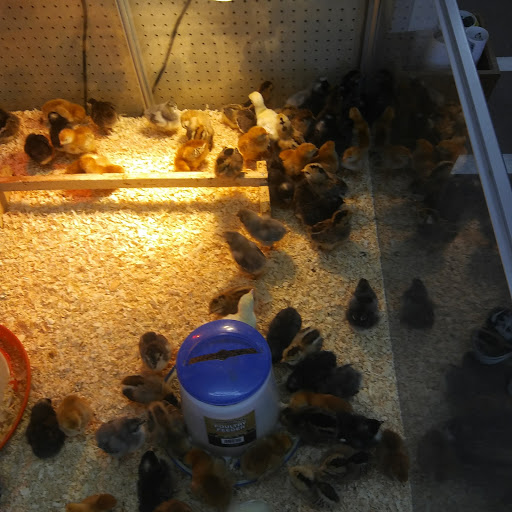 Pet Store «Kahoots Feed & Pet Store», reviews and photos, 16851 Van Buren Blvd, Riverside, CA 92504, USA